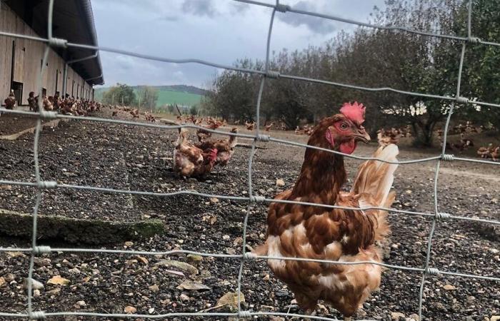 Avian flu: all poultry must be confined in Moselle