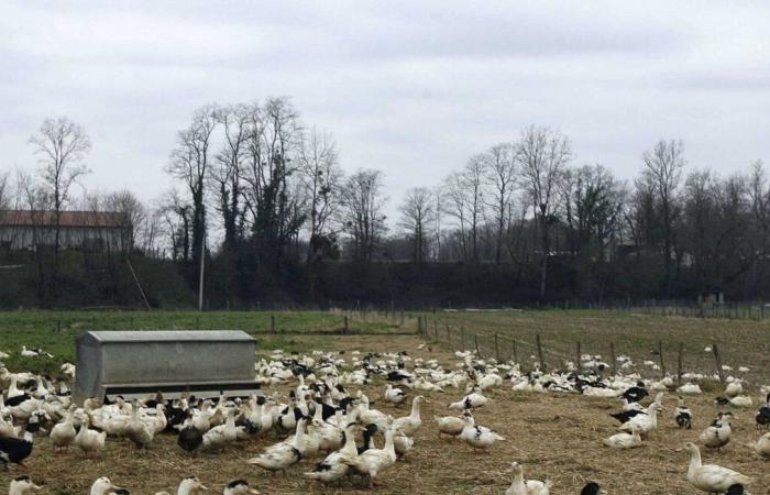 Producers' concerns about the confinement of ducks