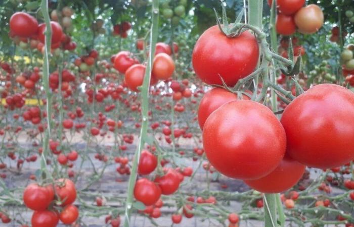 Extension of tomato greenhouses in Isigny-le-Buat: no! The Manche prefecture has decided