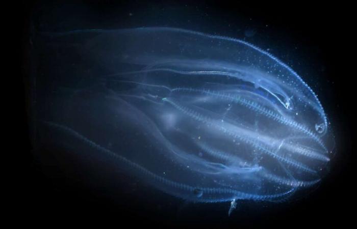 Stress Makes This Jellyfish Cousin Do Crazy Things