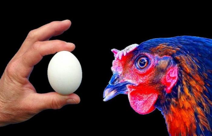 Which is the egg or the chicken? UNIGE has the answer