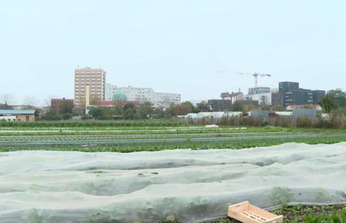 VIDEO. One of the last market gardeners from Plaine Saint-Denis recounts his agricultural past near Paris