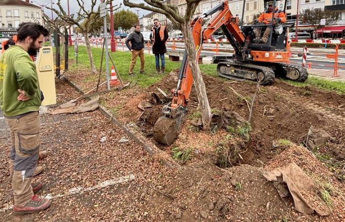 Villeneuve-sur-Lot: trees uprooted to move a few meters further