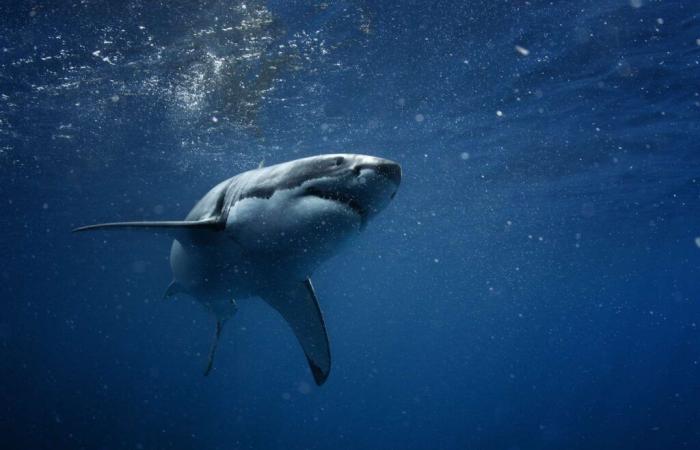 Researchers have found the solution to protect surfers from shark attacks!