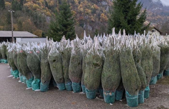 Savoie: Christmas tree cutting has started!