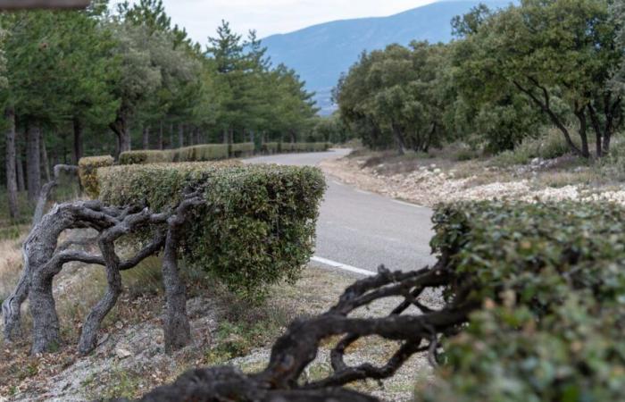 Tradition: pruning the boxwoods of the Nesque gorges