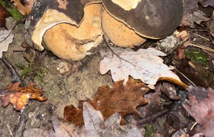 “In five minutes I filled a basket”: November porcini mushrooms delight the pickers of Tarn-et-Garonne