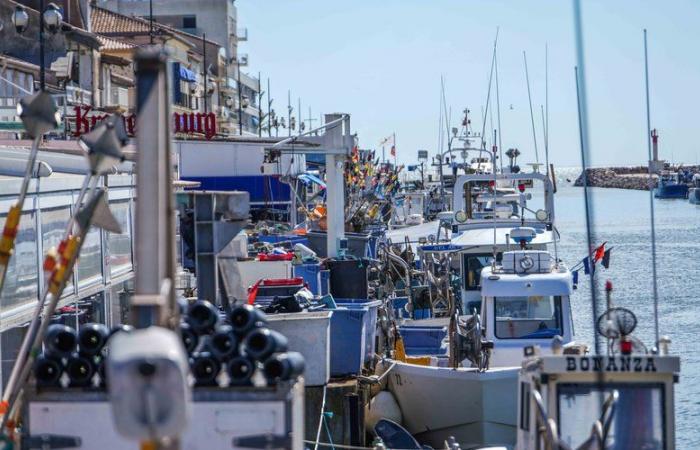 Fishing effort, fleet exit… faced with the difficulties of the fishermen of Grau-du-Roi, the minister expected in Gard this Friday