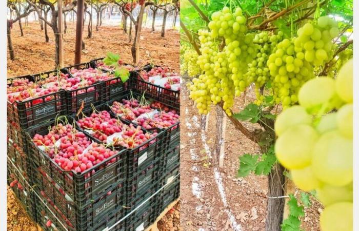 “Unprecedented” prices for Italian grapes