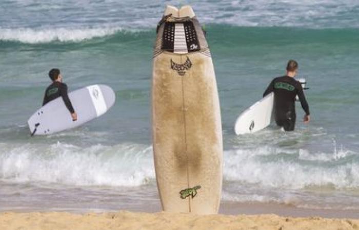 Lighting up your surfboard helps reduce the risk of white shark attacks, according to Australian researchers