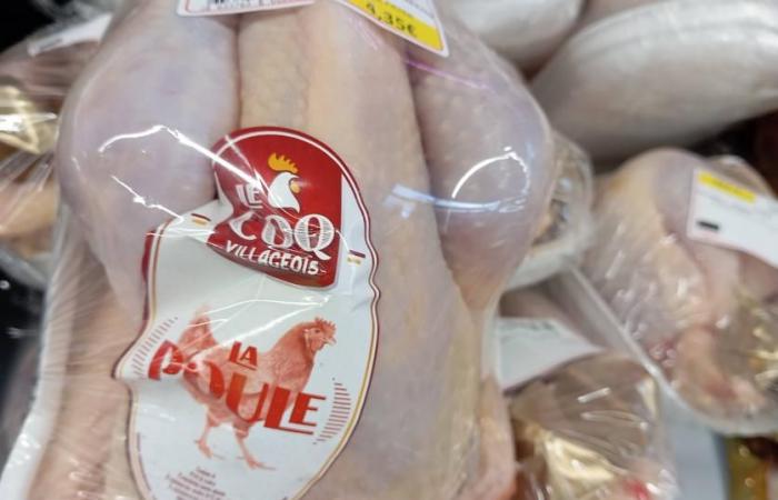 Price of laying hens – Quotation carried out on November 8, 2024