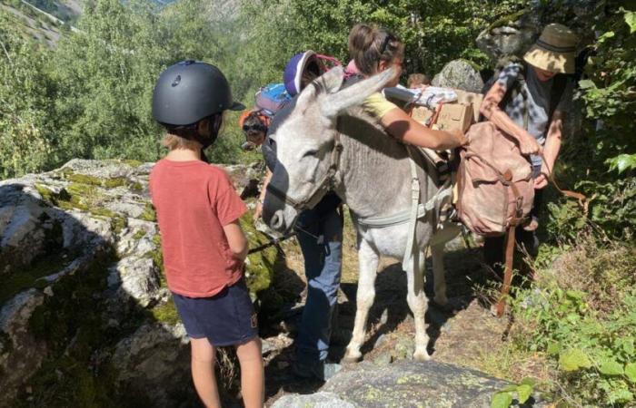 Hautes-Alpes. The donkey drivers of France gathered in Buëch this weekend