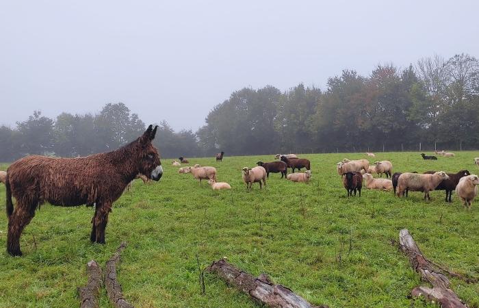 The Chemillé donkey: a protective asset against attacks by wolves and foxes