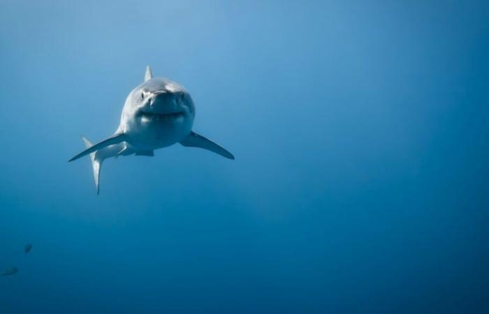 Research on great white sharks in the Gulf continues – Portail des Îles de la Madeleine