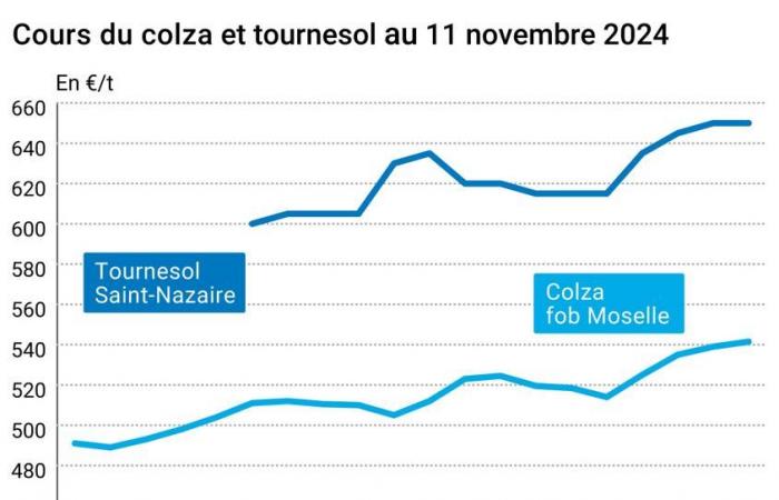 COTidienne | Oilseeds – The rise in prices of palm and other vegetable oils continues to support European rapeseed prices