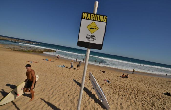 Researchers may have found the solution to protect surfers from shark attacks