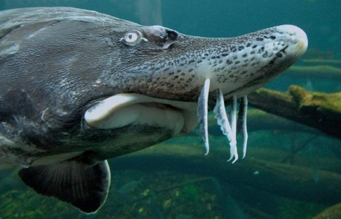 What is the largest freshwater fish in the world?