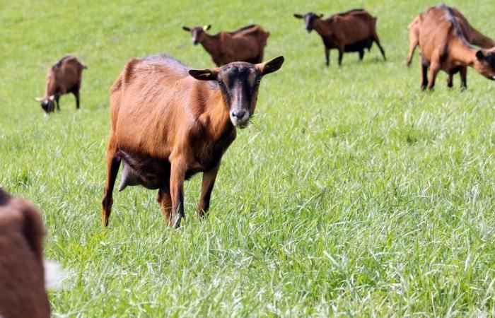 “Every month, we see little kids being born”: a herd of abandoned goats takes up residence in a village in the Oise