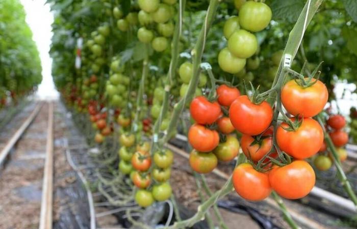 Giant tomato greenhouses: the Manche prefecture puts a stop to the extension project