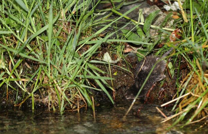 Ariège: The astonishing Orlu hunting and protection reserve, a living sanctuary