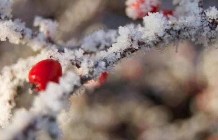 First late frosts this week: which regions will be affected?