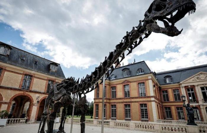 3 million euros minimum for the largest dinosaur ever presented at auction