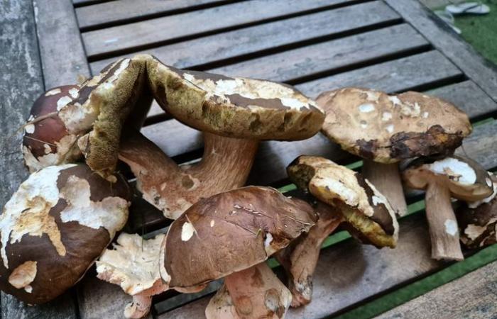 “In five minutes I filled a basket”: November porcini mushrooms delight the pickers of Tarn-et-Garonne