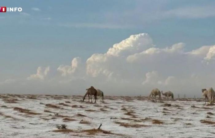 Saudi Arabia: astonishing images of the desert covered in hail