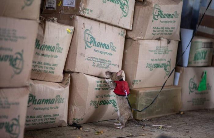 The giant African rat, a sense of smell that saves human lives and soon biodiversity