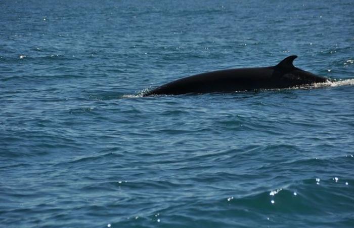 The corpse of a whale found on a beach in the English Channel