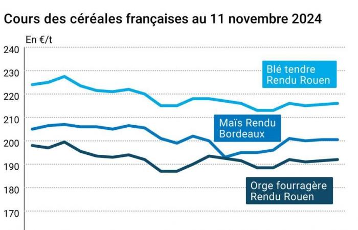 COTidienne | Cereals – Fairly sharp drop in wheat prices on the Chicago futures market