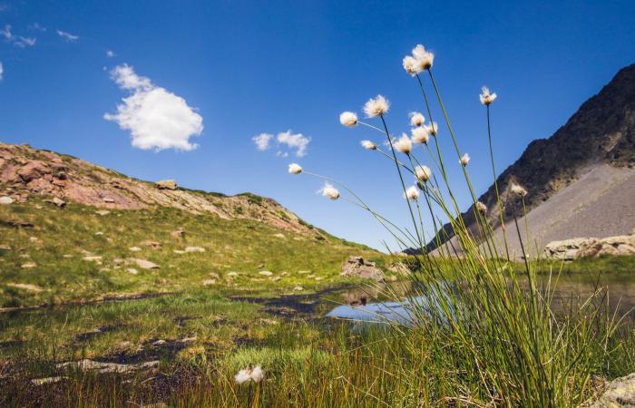 Ariège: The astonishing Orlu hunting and protection reserve, a living sanctuary