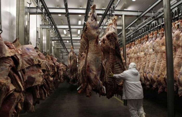 A slaughterhouse suspended in Savoie after a complaint from L214 for “acts of cruelty”