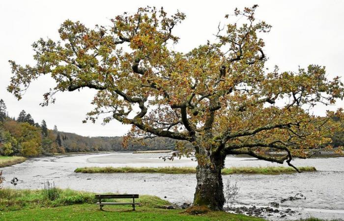 Is the most beautiful tree in France at Saint-Maurice Abbey in Clohars-Carnoët?