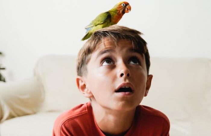 How to raise a parrot at home?