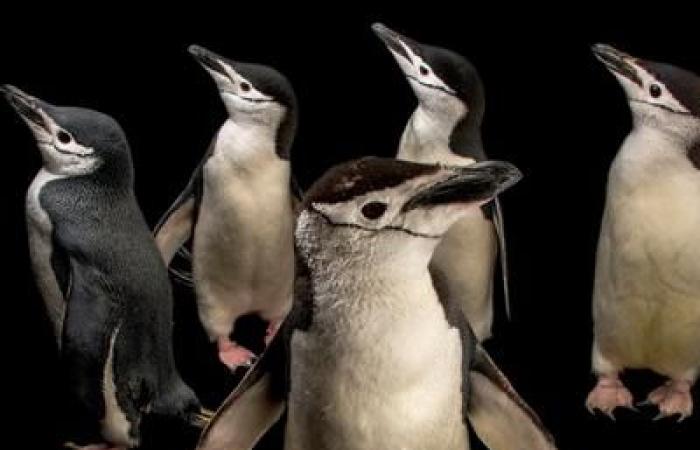 These penguin parents survive on 4-second micro-naps