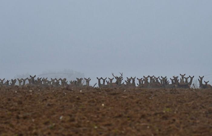 He comes across a group of 200 deer on his way, in the Jura. Result: these spectacular photos.