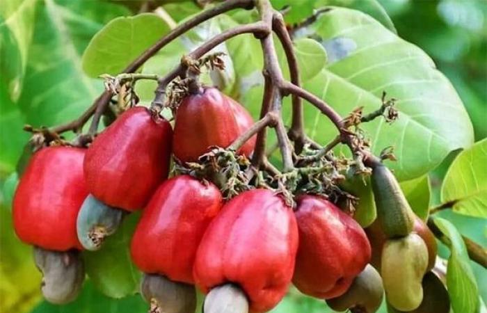 Cashew sector in Senegal: Cashew processing in difficulty – Lequotidien