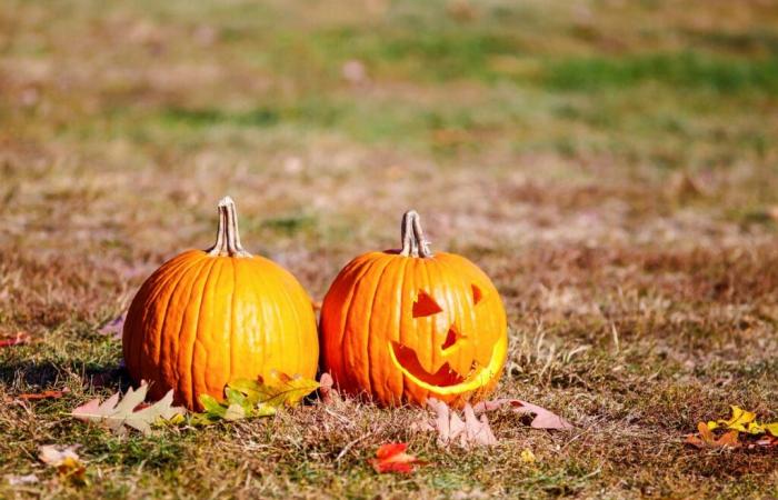 Your Halloween pumpkins could harm biodiversity: here's how to recycle them intelligently