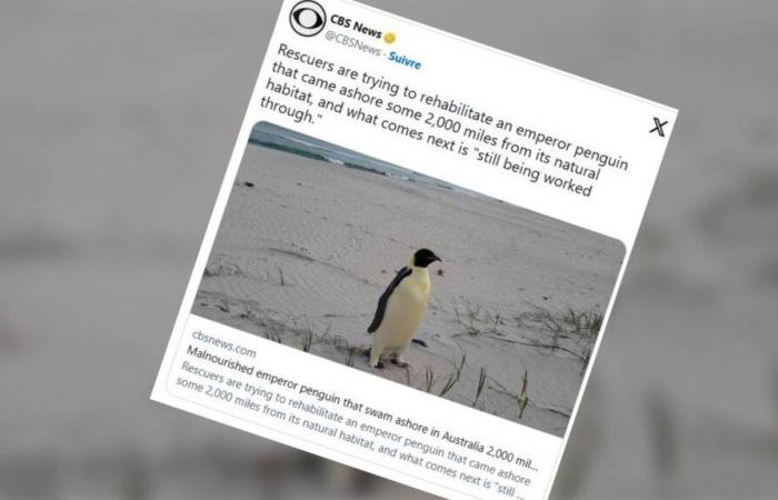 Gus, an emperor penguin, lost 3,400 kilometers too far north, lands on an Australian beach