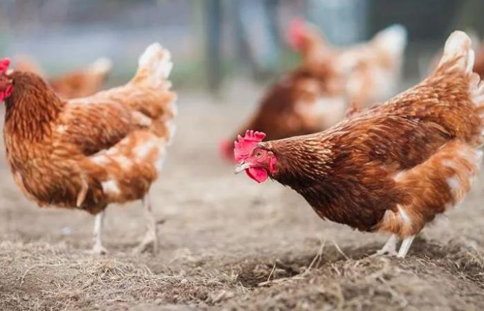 Avian flu: Maine-et-Loire becomes high risk