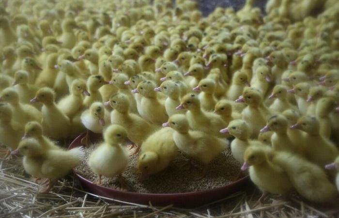 Gers. 4,000 chicks perish in fire in breeding building