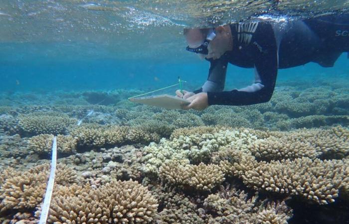 The coral reefs of Reunion Island on borrowed time