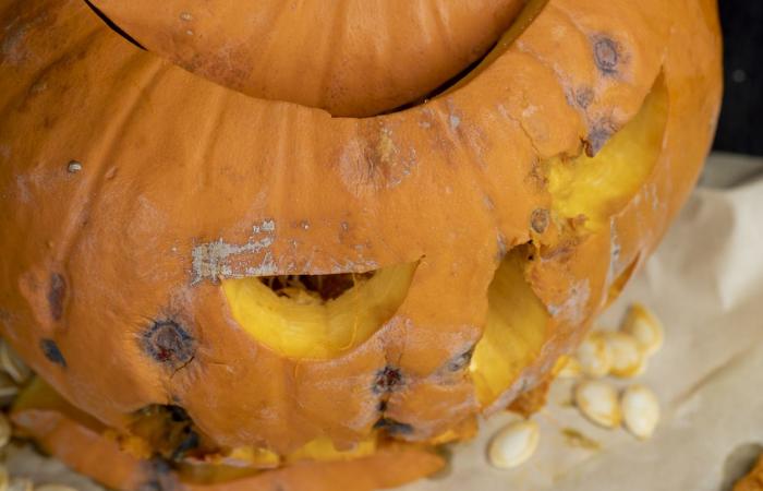 Your Halloween pumpkins could harm biodiversity: here's how to recycle them intelligently