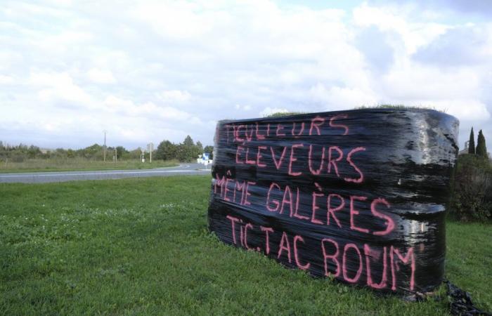 Import quotas, customs duties… What do French farmers criticize about the Mercosur treaty?