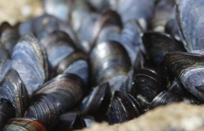 No, shellfish are not a carbon sink, but emit CO2