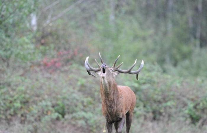 They allegedly killed a deer outside the hunting season in Orne: two hunters appeal