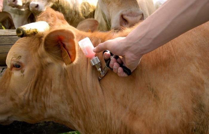 FCO 3: the vaccine made available free of charge to Tarn cattle breeders