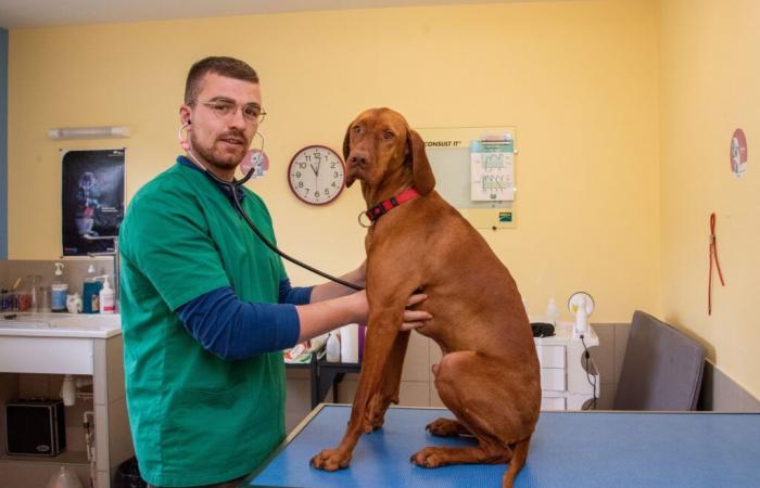 Kevin Contart, veterinarian in Auxois-Morvan