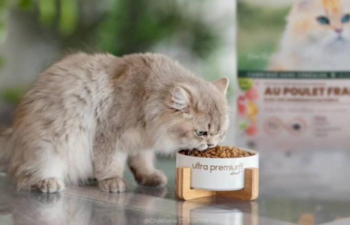 Discover the new recipe for cat food with fresh chicken from Ultra Premium Direct